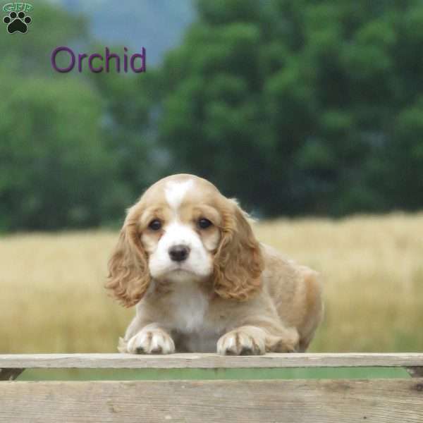 Orchid, Cocker Spaniel Puppy